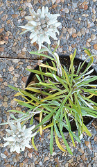 Leontopodium alpinum 'Matterhorn' DSC 0158