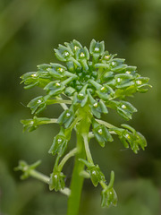 Malaxis unifolia (Green Adder's-mouth orchid)