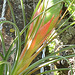 Tillandsia punctulata DSC 0160