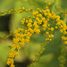 Solidago canadensis