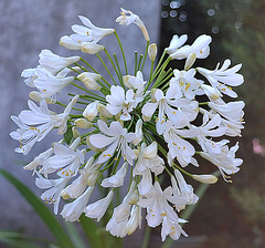 Agapanthe umbellatus album DSC 0165