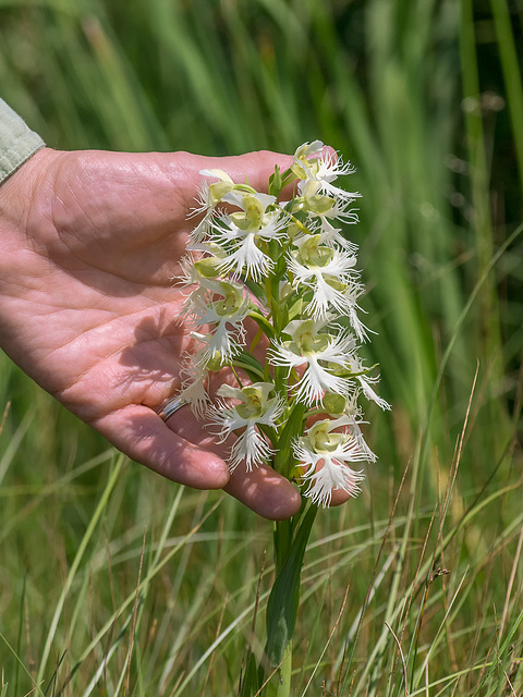 Platanthera praeclara (Western Prairie Fringed orchid)