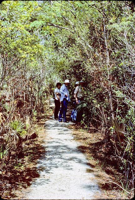 05-path_in_woods_adj