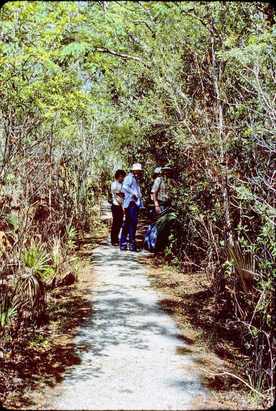 05-path_in_woods_adj