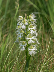 Platanthera praeclara (Western Prairie Fringed orchid)