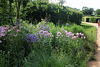 Massif bleu et rose ( Phlox, Echinaceae et Campanules )