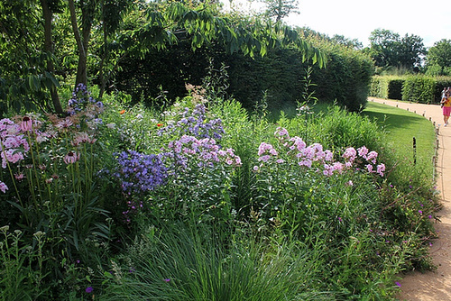 Massif bleu et rose ( Phlox, Echinaceae et Campanules )