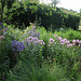 Massif bleu et rose ( Phlox, Echinaceae et Campanules )