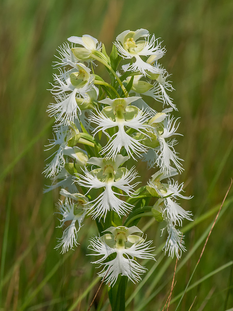 Platanthera praeclara (Western Prairie Fringed orchid)