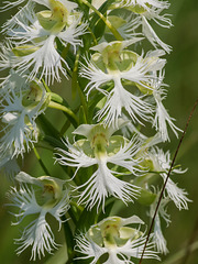 Platanthera praeclara (Western Prairie Fringed orchid)