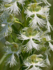 Platanthera praeclara (Western Prairie Fringed orchid)