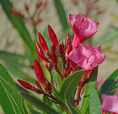 Nerium oleander DSC 0194