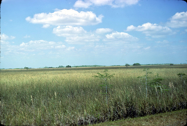 09-sawgrass_prairie_adj