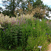 Persicaria , Veronicastrum et Calamagrostis