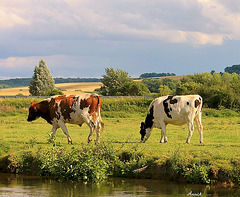VACHES NORMANDES ***