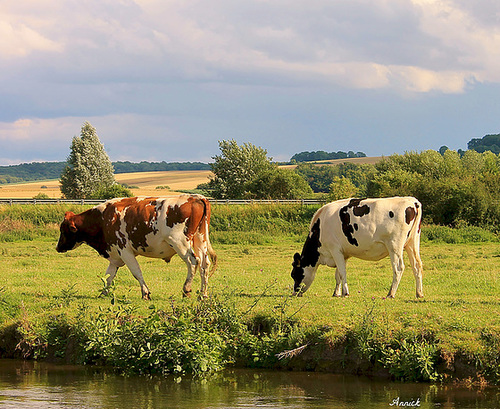 VACHES NORMANDES ***