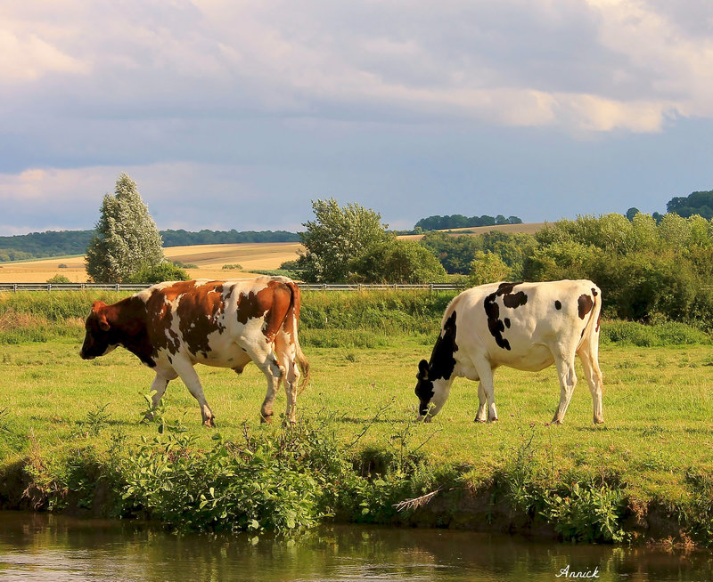 VACHES NORMANDES ***