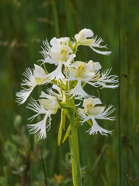 Platanthera praeclara (Western Prairie Fringed orchid)