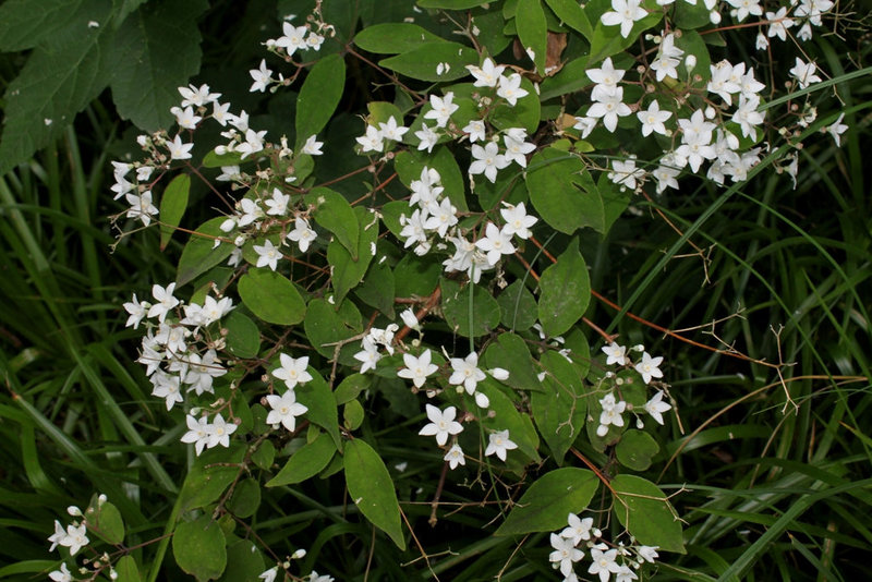 Clematis recta