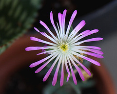 Delosperma floribundum de Tephro