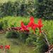 Crocosmia 'Lucifer'