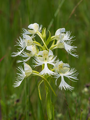 Platanthera praeclara (Western Prairie Fringed orchid)