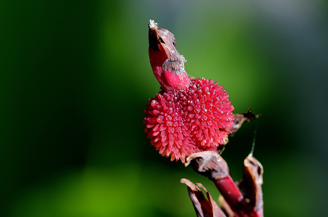 Canna indica - jeune fruit