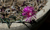 Delosperma cooperi (3)