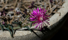 Delosperma cooperi (3)