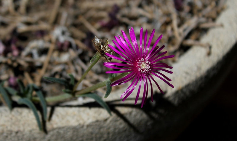 Delosperma cooperi (3)