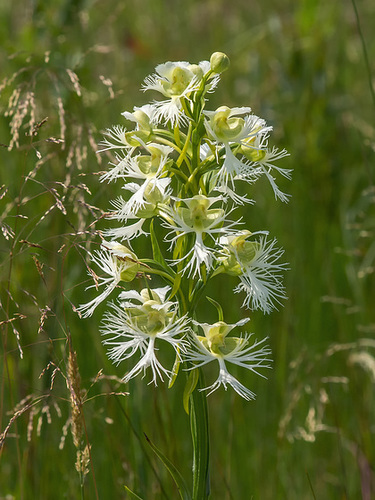 Platanthera praeclara (Western Prairie Fringed orchid)