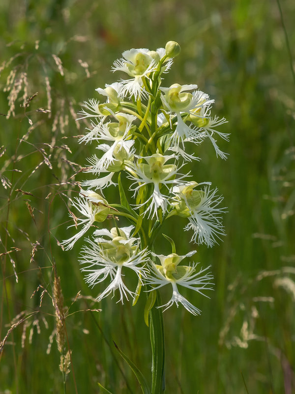 Platanthera praeclara (Western Prairie Fringed orchid)