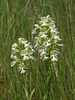 Platanthera praeclara (Western Prairie Fringed orchid)