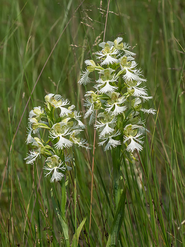 Platanthera praeclara (Western Prairie Fringed orchid)
