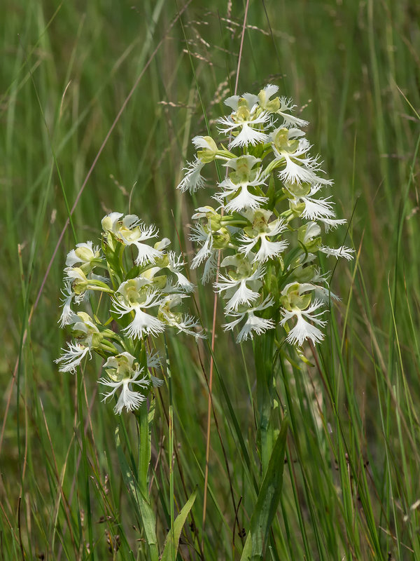 Platanthera praeclara (Western Prairie Fringed orchid)