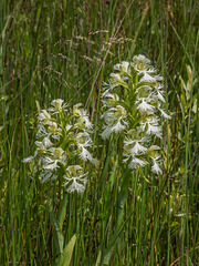 Platanthera praeclara (Western Prairie Fringed orchid)