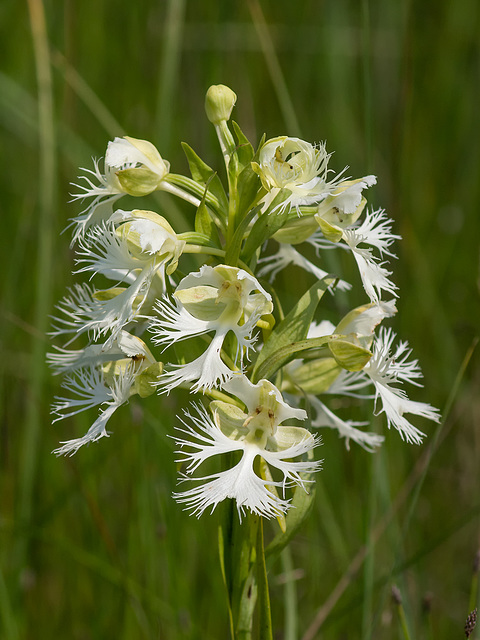 Platanthera praeclara (Western Prairie Fringed orchid)