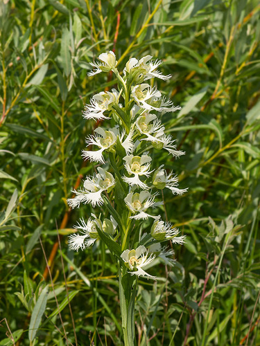 Platanthera praeclara (Western Prairie Fringed orchid)