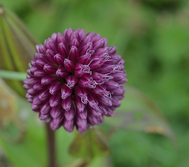 allium sphaerocephalon DSC 0007