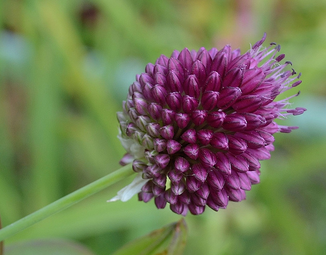 allium sphaerocephalon DSC 0011