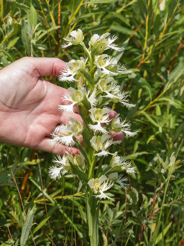 Platanthera praeclara (Western Prairie Fringed orchid)