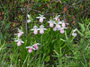 Cypripedium reginae (Showy Lady's-slipper orchid)