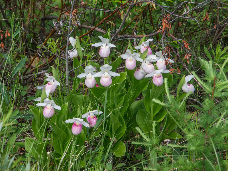 Cypripedium reginae (Showy Lady's-slipper orchid)