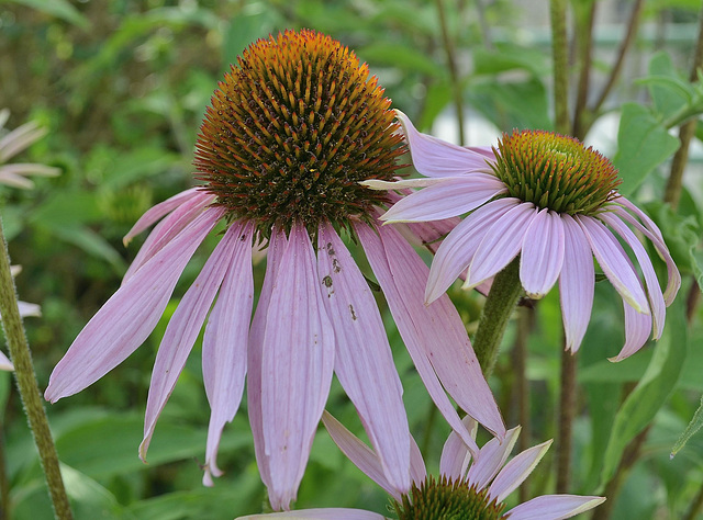 Echinacea purpurea DSC 0017