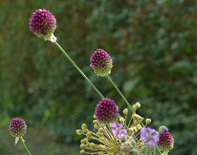 allium sphaerocephalon DSC 0026