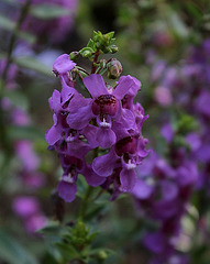 Angelonia