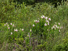 Cypripedium reginae (Showy Lady's-slipper orchid)