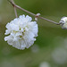 gypsophile paniculata 'bristol fairy' DSC 0038