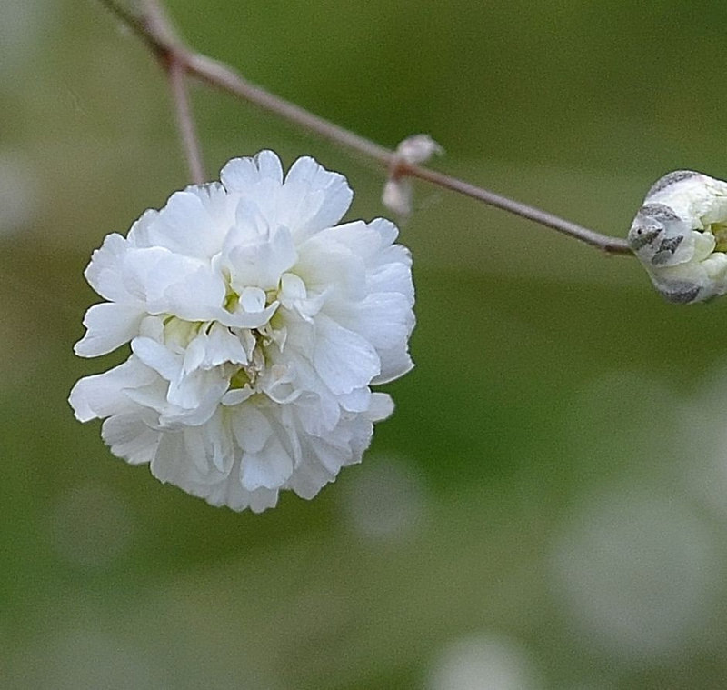 gypsophile paniculata 'bristol fairy' DSC 0038