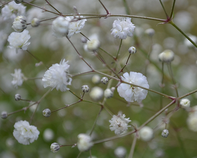 gypsophile paniculata 'bristol fairy' DSC 0042